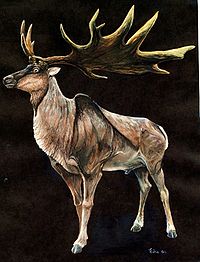 The Majesttic Elk