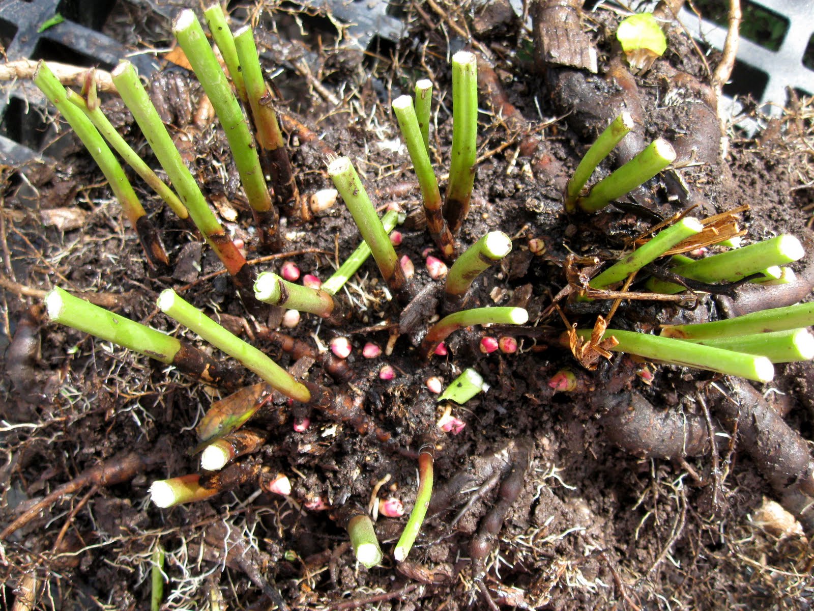 Pittsgrove Farms Plant Dirt PeoniesTransplanting and