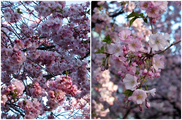 [blomster.jpg]