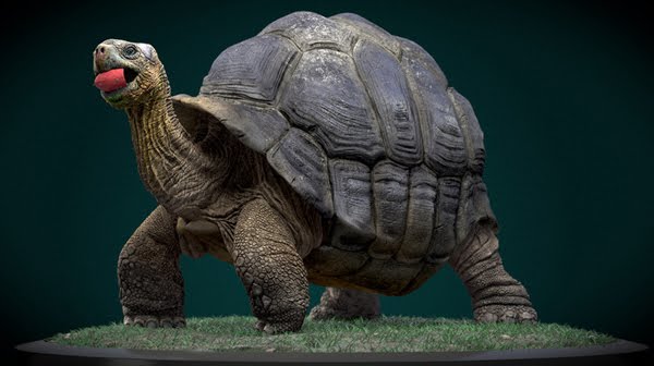 Galapagos Giant Tortoise 3d