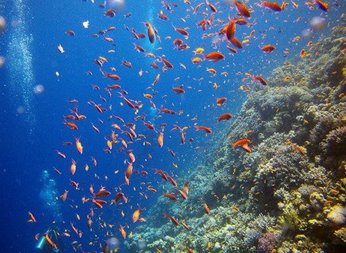 [dahab_gabrelbint_resize[1].jpg]