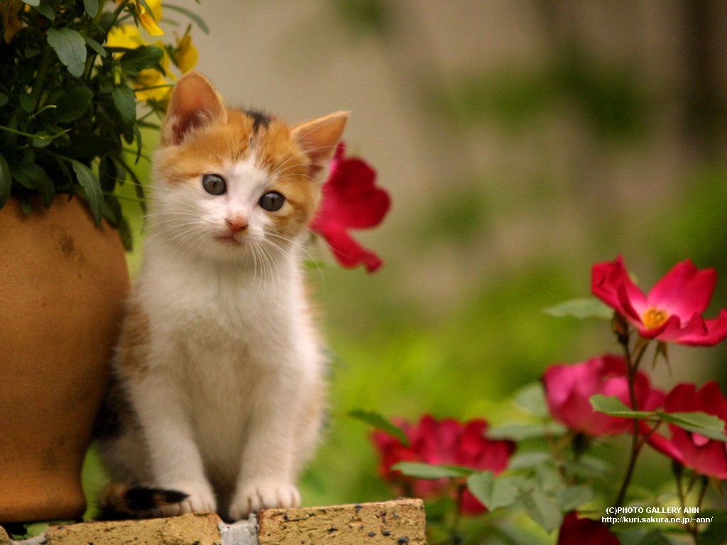 http://4.bp.blogspot.com/_bXO9Zcn0xXs/TFvmat2gW6I/AAAAAAAAAD4/TPuEzs9fjVc/s1600/cats-1.jpg
