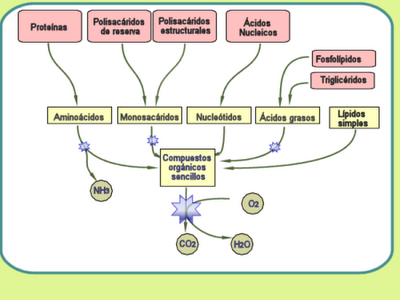 Rutas catabolicas y anabolicas de los carbohidratos