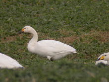Bewick's Swan, Alnmouth, March 2010