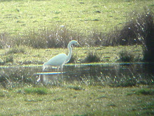 Great White Egret, Druridge Pools, April 2010