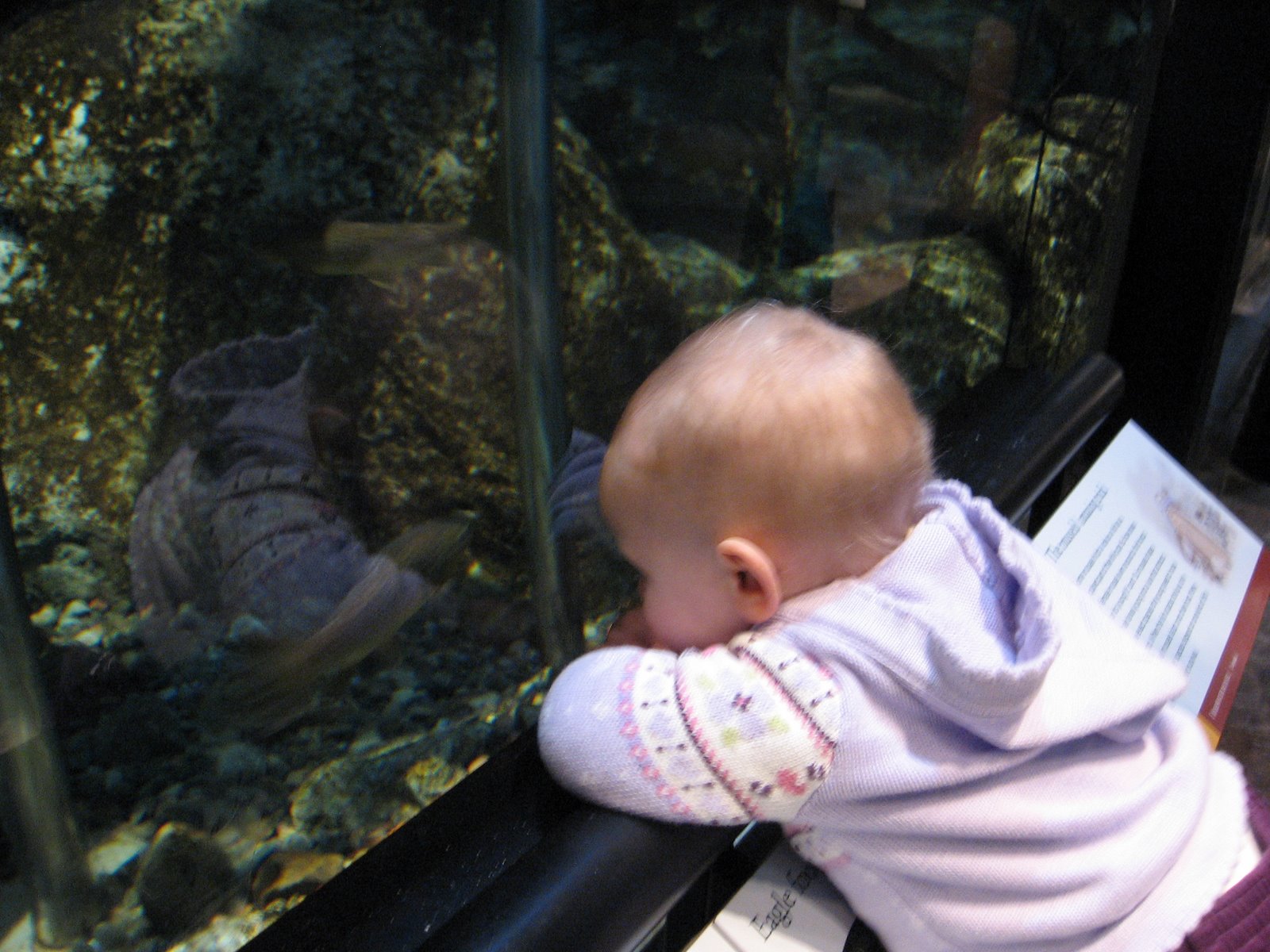 [watchingfish.JPG]
