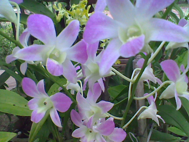 dendrobium