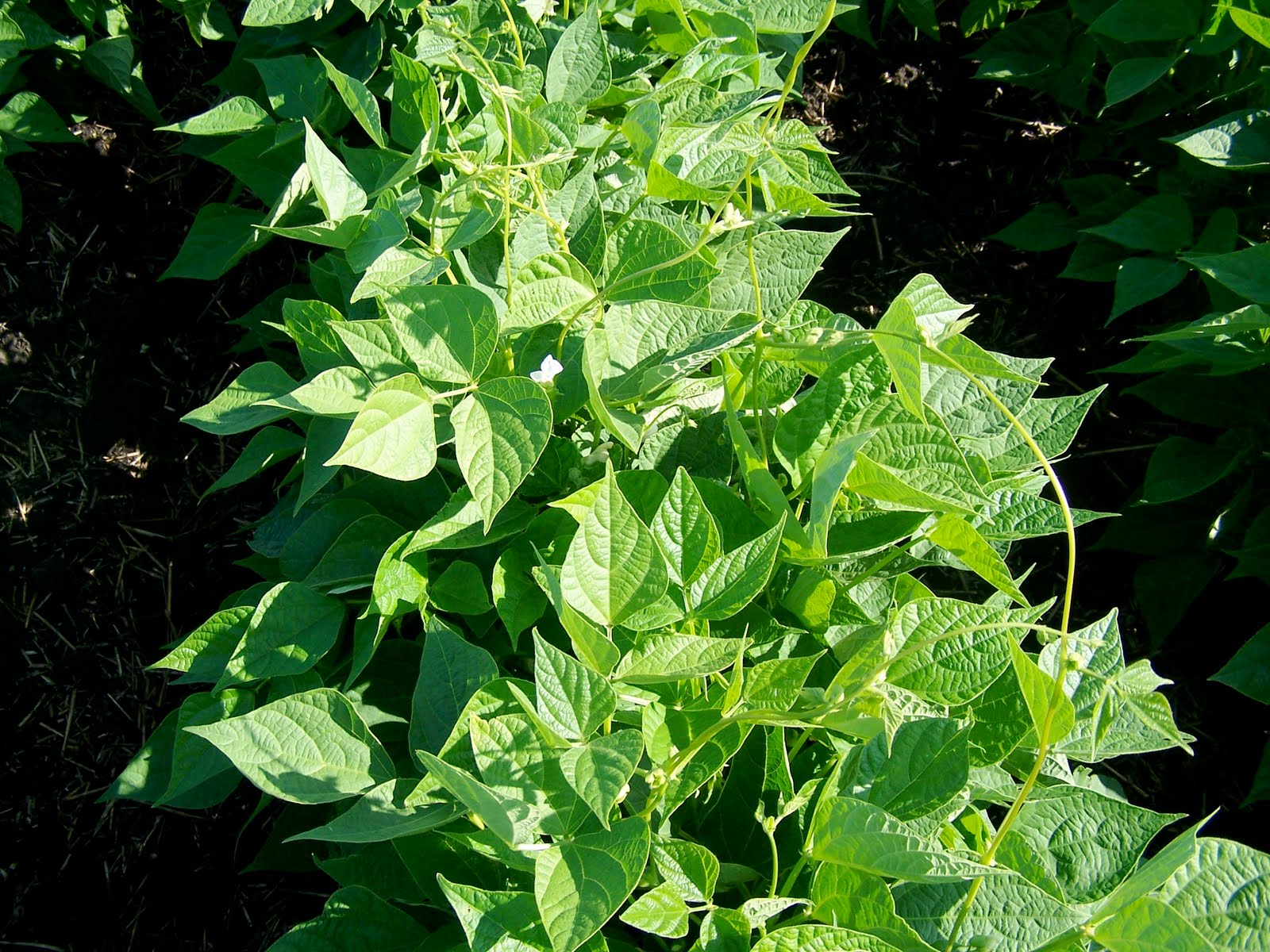 Griggs Dakota AdFarm Pinto Beans Vining and Blossoms