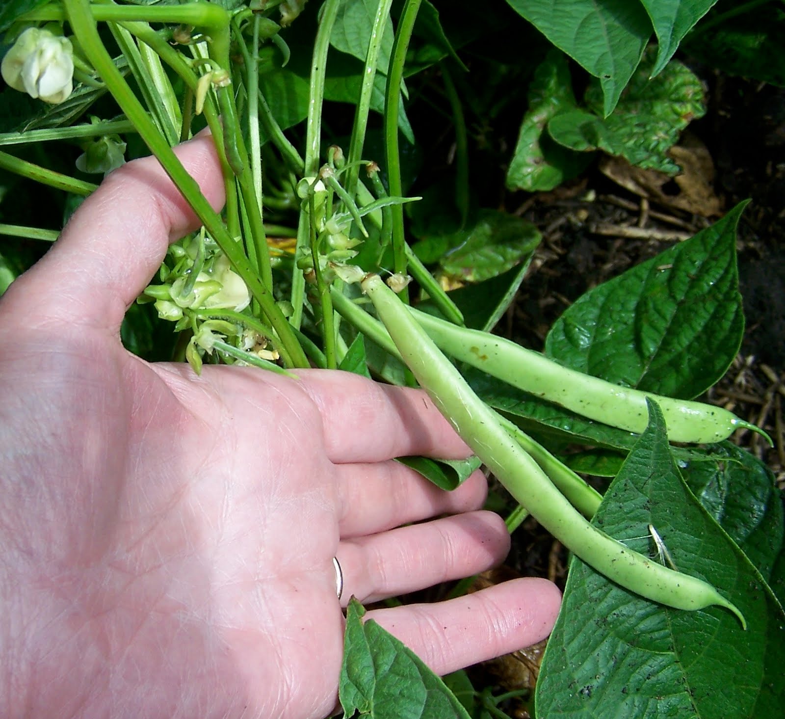 Griggs Dakota AdFarm Pinto Beans Rain + Heat = Beans