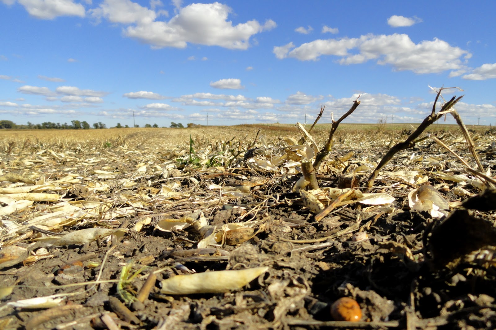 Griggs Dakota Pinto Bean Harvest 2010