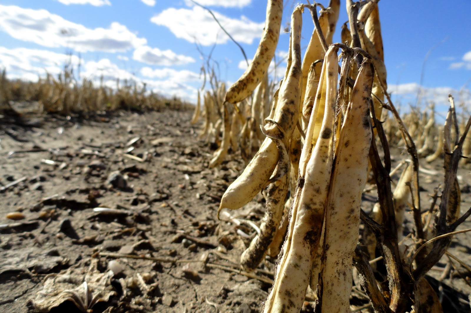 Griggs Dakota Pinto Bean Harvest 2010