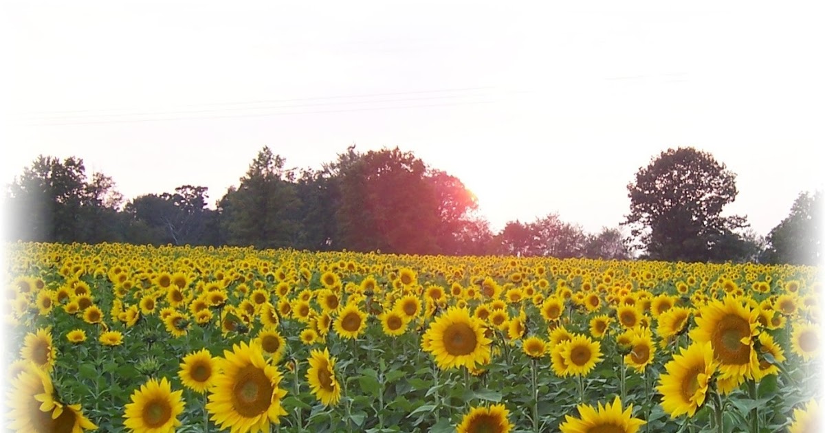 Caregivingly Yours, MS Spouse Caregiver sunflower fields forever