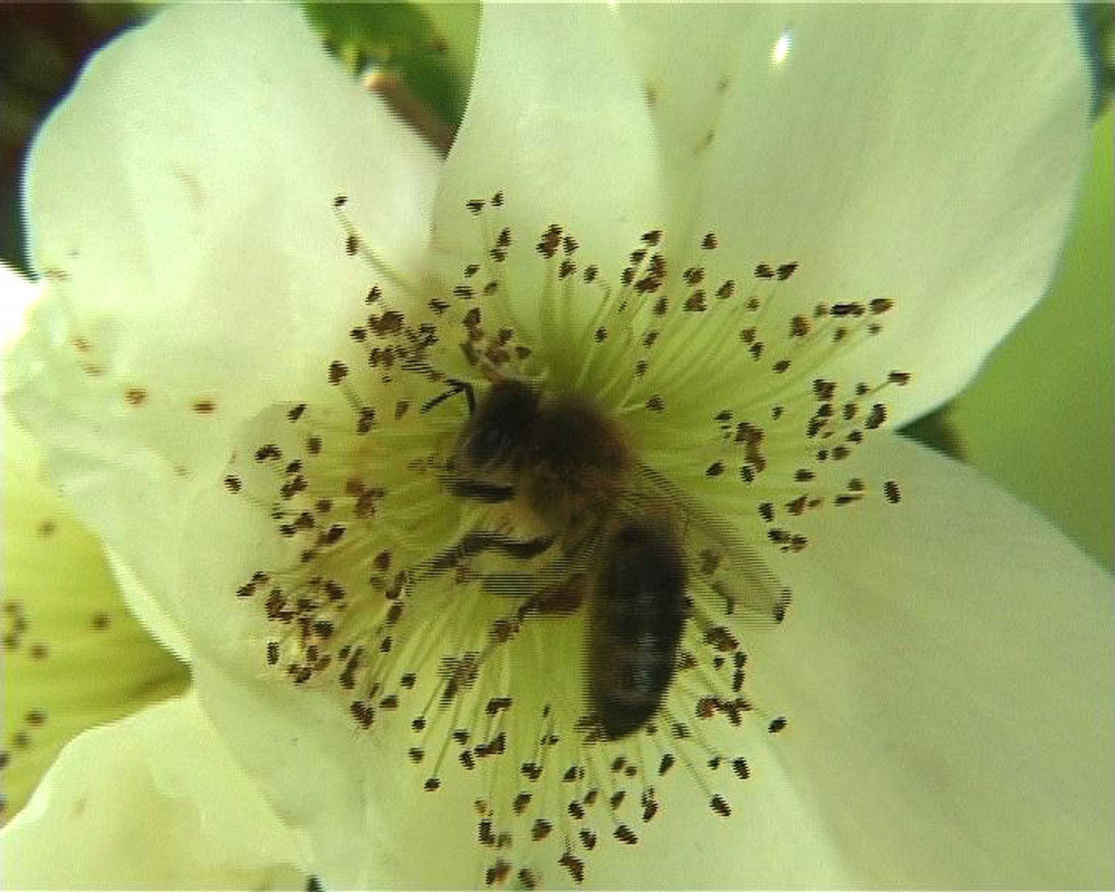 [Bee+still.jpg]