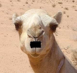 camel.JPG