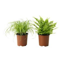 Cultivar as suas Próprias Plantas Cultivar as suas Próprias Plantas