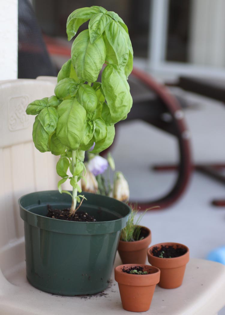 [basil.jpg]