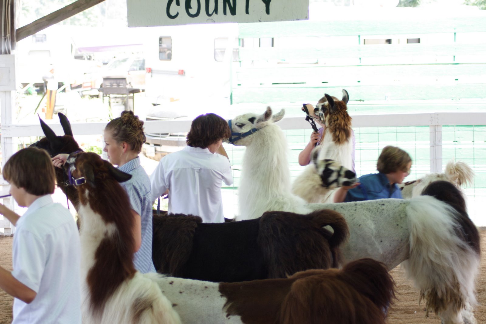 [FairLlamaShow.JPG]