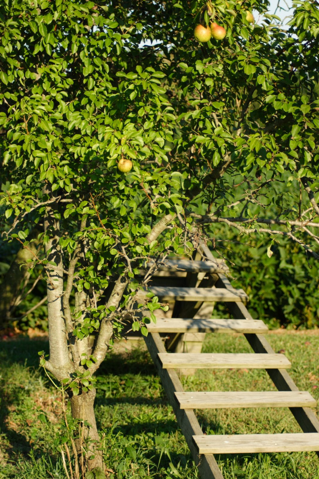 [PearTreeWithLadder.JPG]