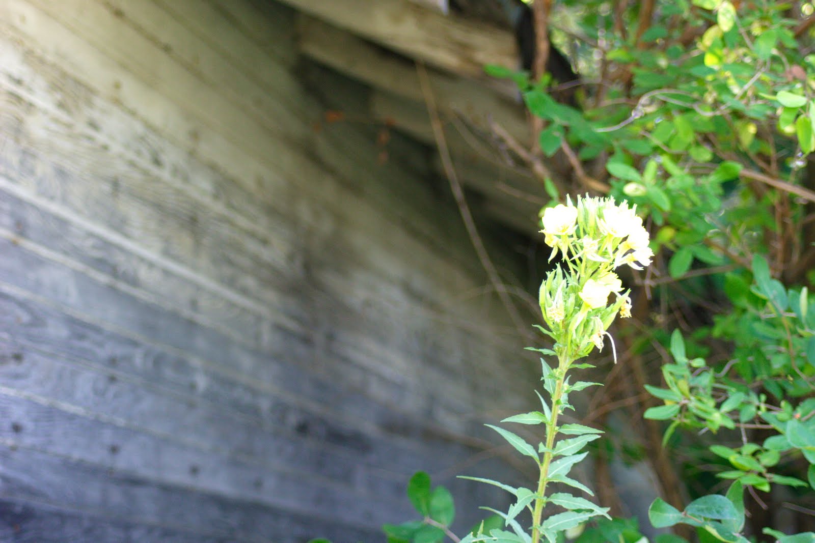 [HidalgoStore11.JPG]