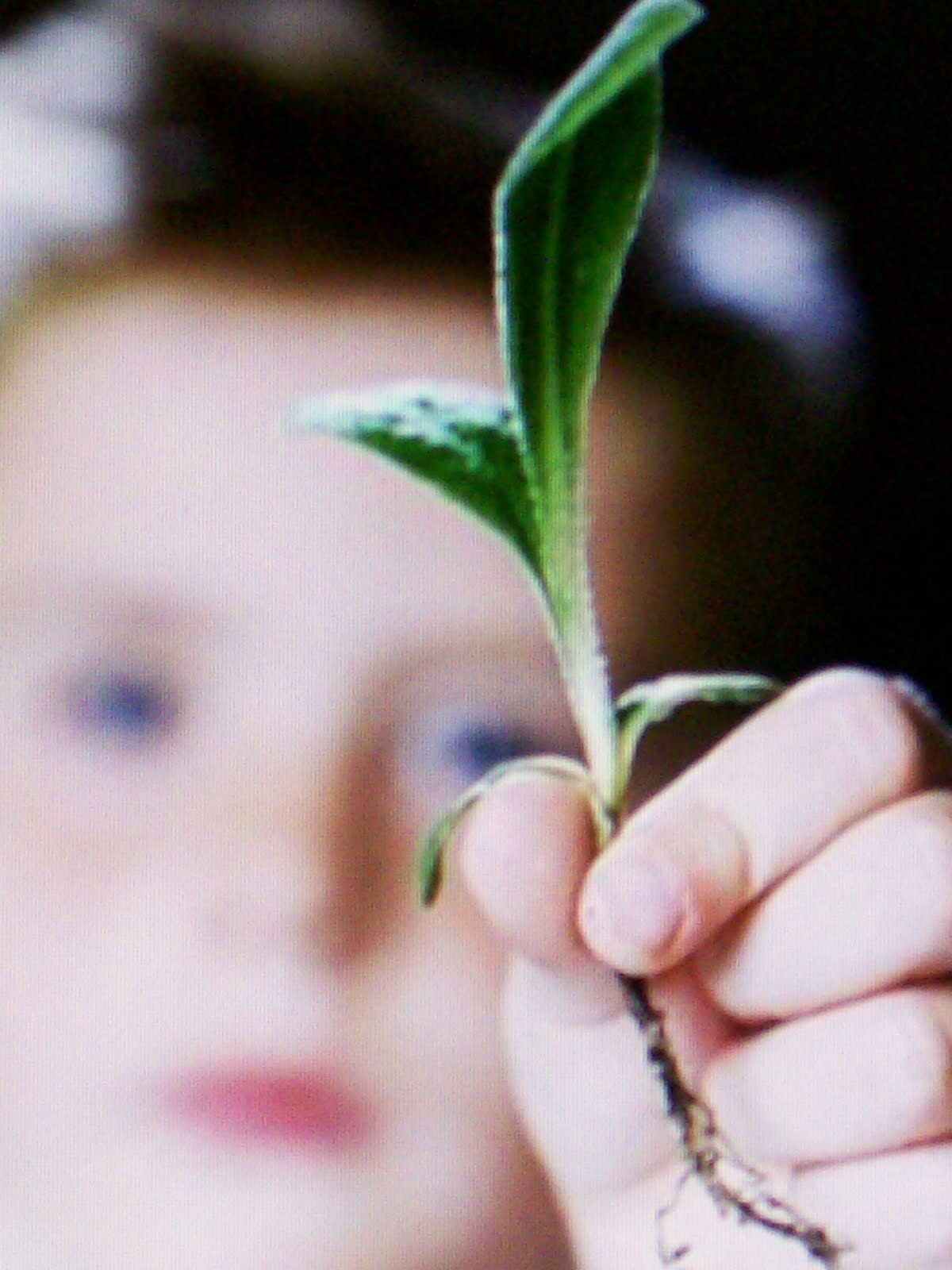 Make a Thematic Soda Bottle Terrarium With Kids The Honorable Mention