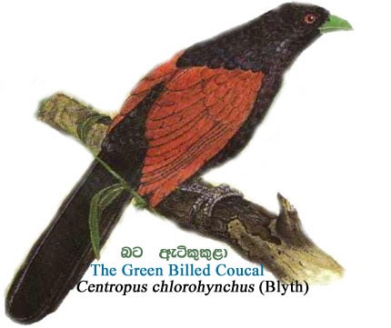 endemic animals of sri lanka: Endemic Birds of Sri Lanka