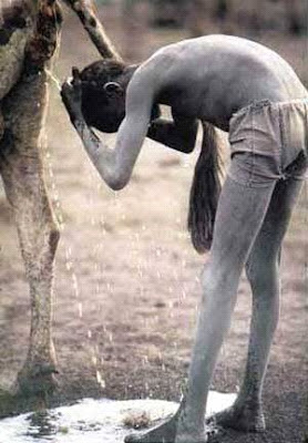 [صورة: cow+1.jpg]