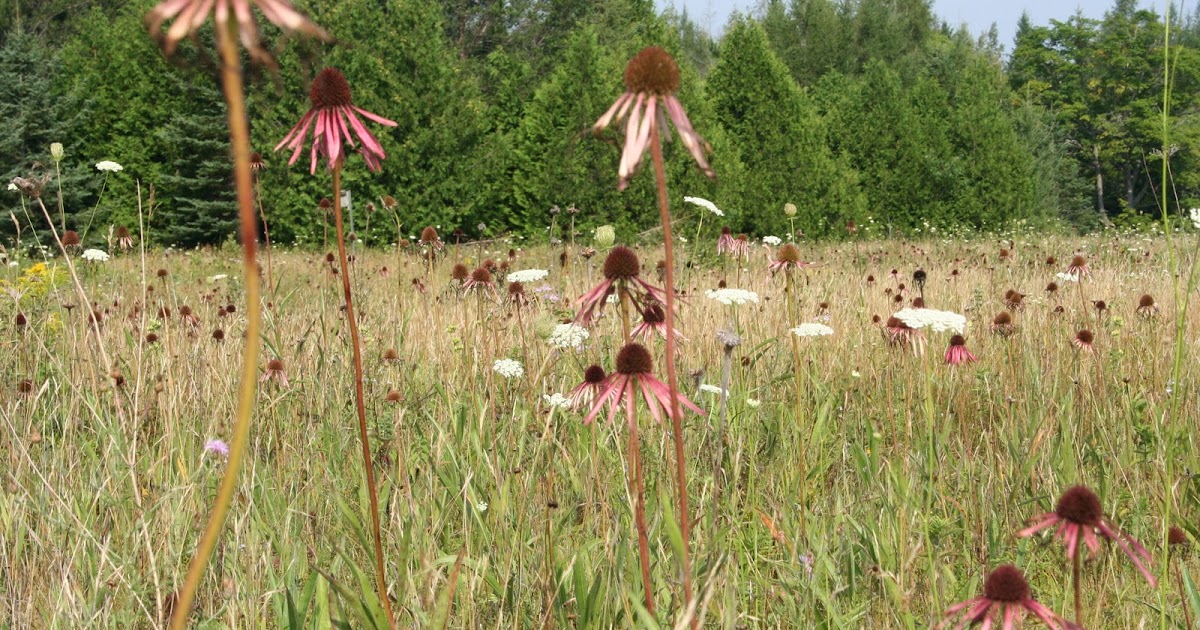 Birch Lodge Blog Fall Wildflower Tour in the Eastern Upper Peninsula