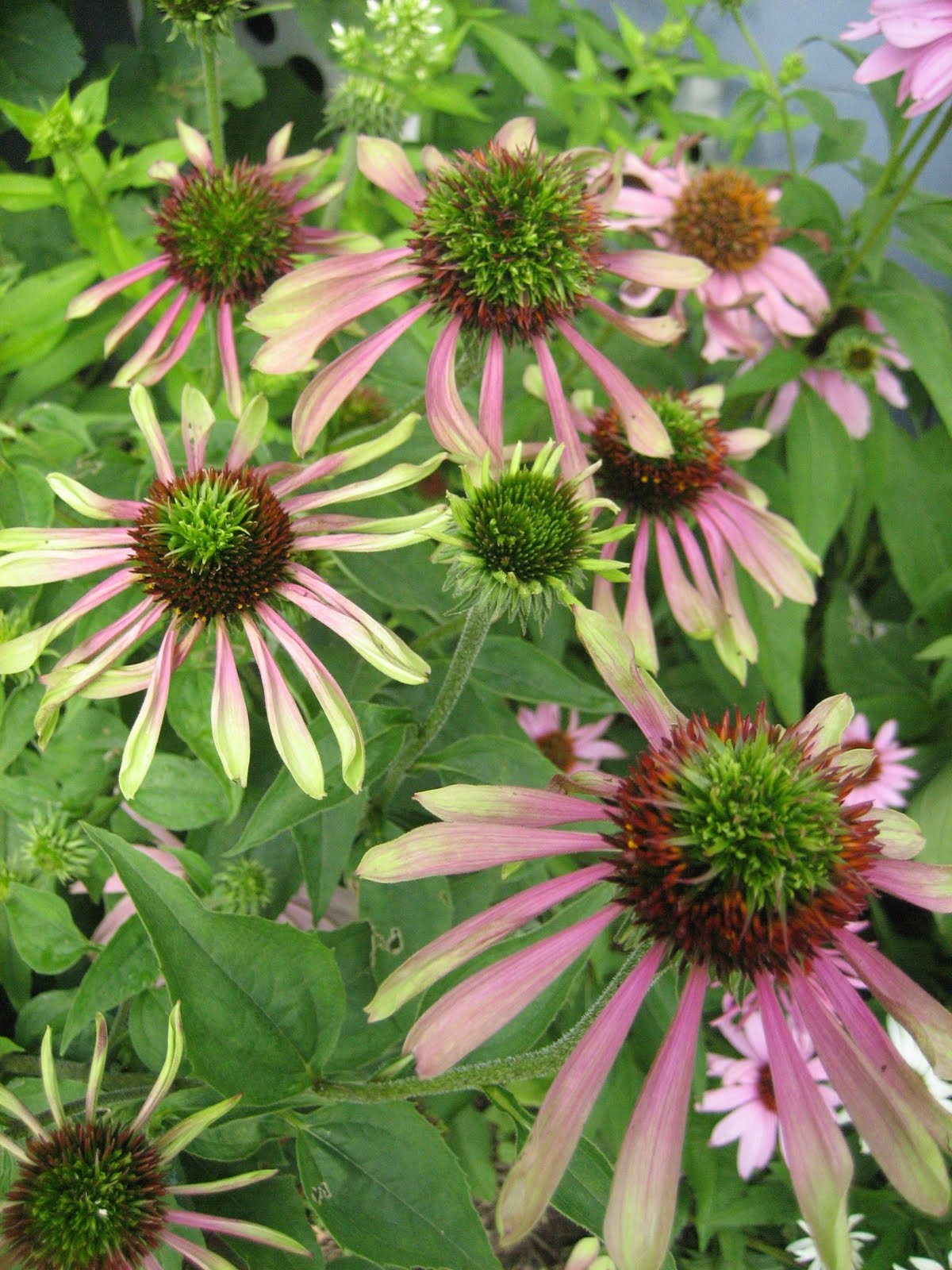 Le Beau Paon Victorien Garden Goods DoubleDecker Coneflowers and