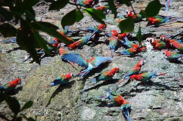 Guacamayas