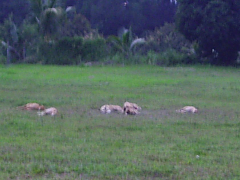 Syarak Mengata , Adat Menurut: Taman Anjing Liar di Senawang, PERCUMA