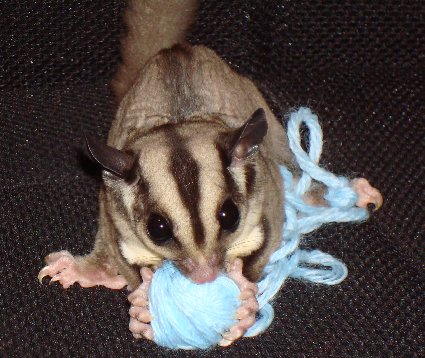 The Square Root of Style: Visions of Sugar Bears Dancing in My Head