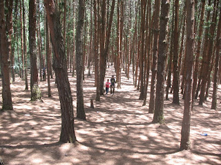 Pine Forest