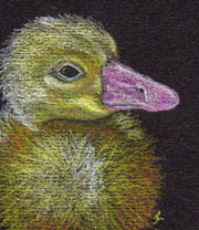 Coloured Duckling by Jennifer Phillip