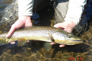 Delaware River Brown Trout