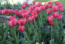 Flowers at the Temple