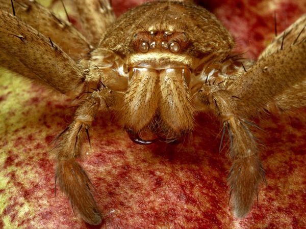 huntsman spider bite. of a huntsman spider bite. huntsman spider bite. of a