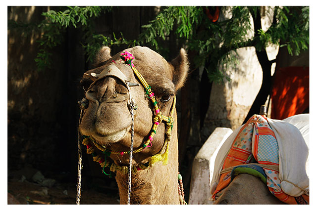 [pushkar_post2.jpg]