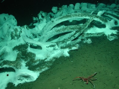 Whale Fall