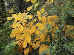 More signs of FALL Autumn