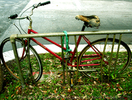 [20100205-bicyclebsm.gif]