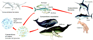 cadena alimenticia acuatica de 4 eslabones blog de biologia cadenas alimenticias cadena alimenticia acuatica de 4 eslabones blog de biologia cadenas alimenticias