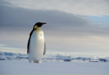 [NATUUR+—+Pinguin.JPEG]