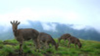 [NATUUR+—+BBC+Natural+world+(Ghat).jpg]