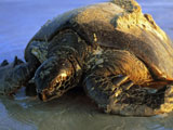 [EILANDEN+—+Galapagos+(2).jpg]
