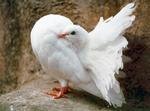 [NATUUR+—+Duif+(wit).jpg]