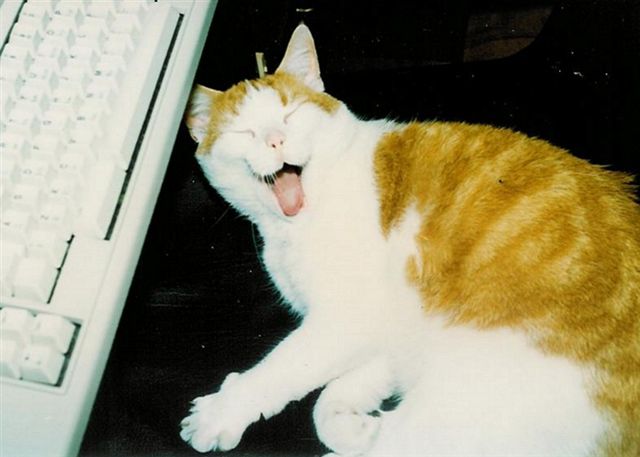 [Kattenkwintet+(art.+D+—+Wanja+met+toetsenbord).jpg]