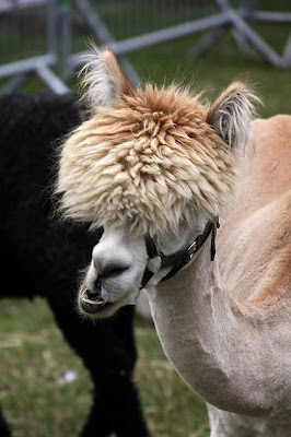 New Wave Alpacas Seen On www.coolpicturegallery.us New Wave Alpacas Seen On www.coolpicturegallery.us