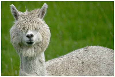 New Wave Alpacas Seen On www.coolpicturegallery.us New Wave Alpacas Seen On www.coolpicturegallery.us