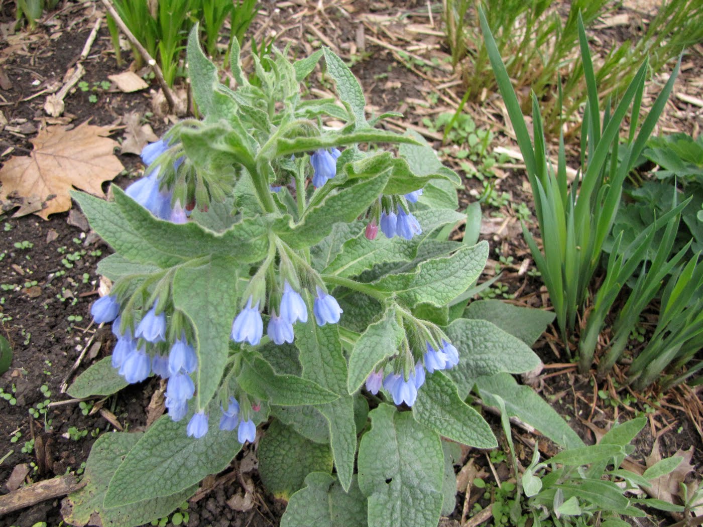 A Corner Garden: April 2010
