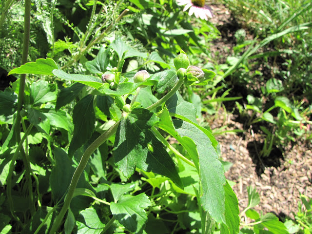 A Corner Garden: Front Yard Bed